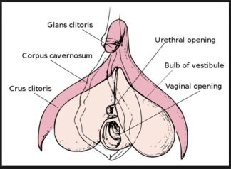 sub parts internal clitoris